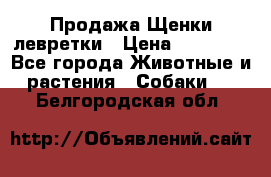 Продажа Щенки левретки › Цена ­ 40 000 - Все города Животные и растения » Собаки   . Белгородская обл.